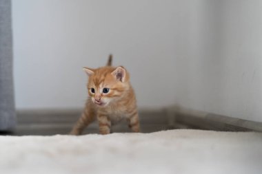 Lezzetli bir kahvaltıdan sonra, güzel bir kızıl kedi, küçük ve kısa saçlı, yatakta yürüyor. Yala ve uzağa bak, metin için yer