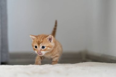 Küçük kızıl bir kedi yavrusu yatakta yürüyor ve dudaklarını yalıyor. Metin için yer