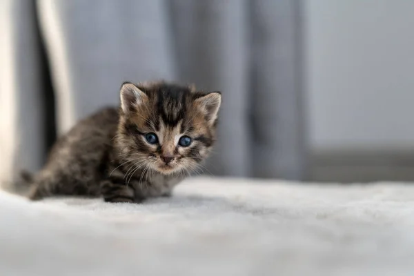 Short Haired Chocolate Marble Cat Apartment Sitting Carpet Place Text — Stock Photo, Image