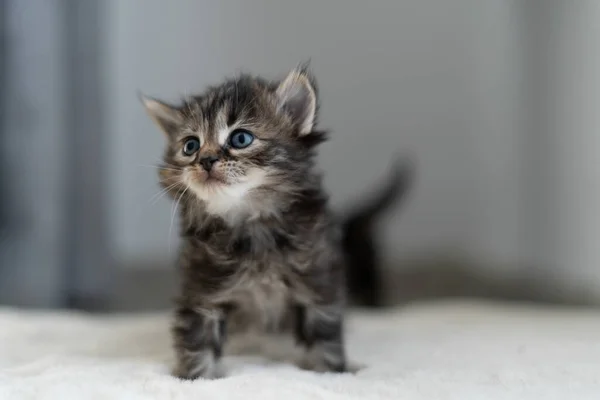 小さな灰色の背の高い子猫がカーペットの上の家に座って検索します テキストの場所 — ストック写真