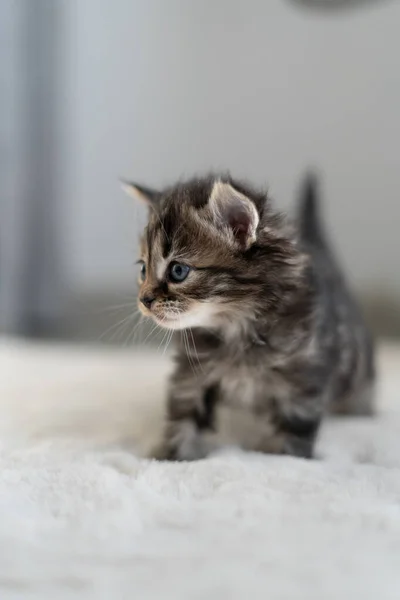 Uma Tira Cinza Gatinho Pequeno Bonito Jogando Fundo Cinza Desenho — Fotografia de Stock