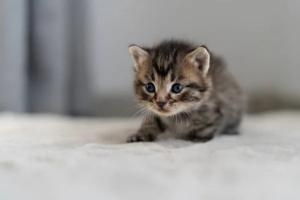 Een Klein Katje Kruipt Dagen Een Grijze Deken Korte Jas — Stockfoto