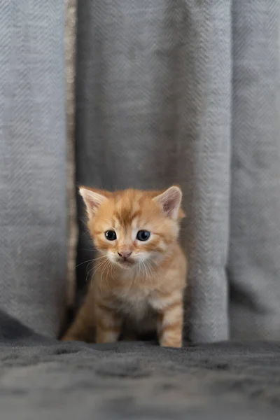 Gatito Sienta Casa Suelo Mira Hacia Otro Lado Color Rojo —  Fotos de Stock