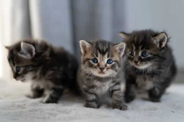 Three Little Kittens Shorthair Breed Animals Sitting Home Bed Place — Stock Photo, Image