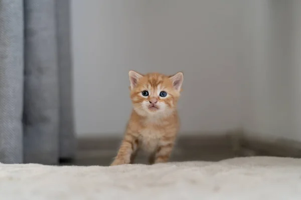 Close Little Ginger Kitten Standing Home Floor Waiting Breakfast Place — Stock Photo, Image