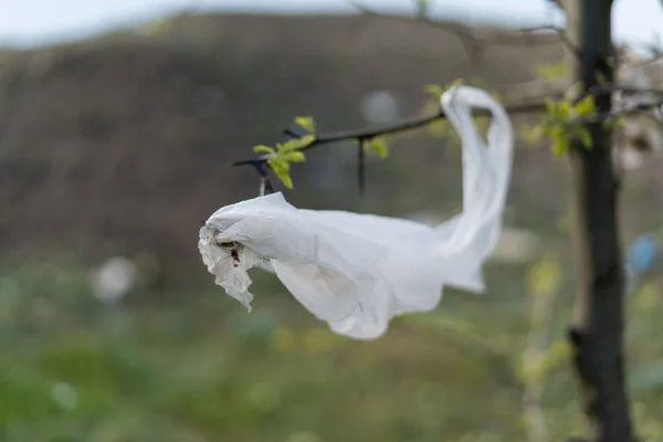 Plastic Bag Hanging Tree Branch Environmental Pollution — Stock Photo, Image