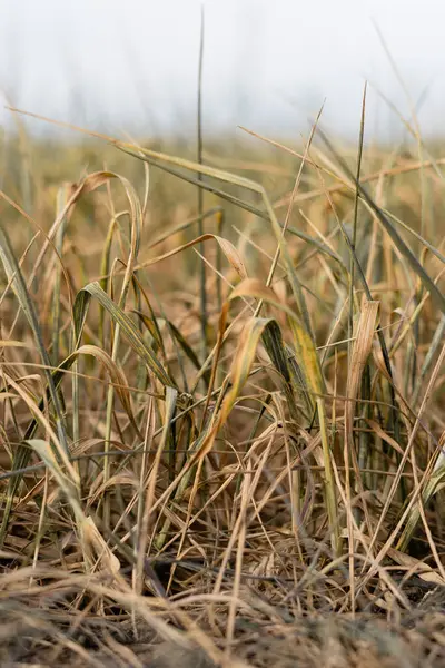 Primer Plano Una Planta Trigo Seco Calentamiento Global Sequía Campo — Foto de Stock