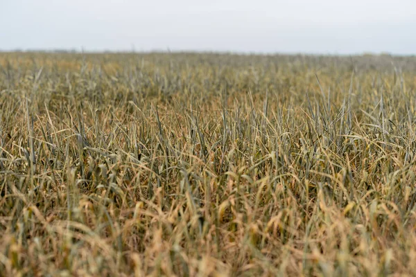 小麦畑の干ばつで 水分が不足したために乾燥した植物 地球温暖化の概念 — ストック写真
