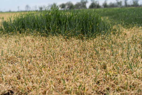 Droogte in de velden, dichtslibben van een verdwenen graangewas. De crisis in de landbouw. — Stockfoto