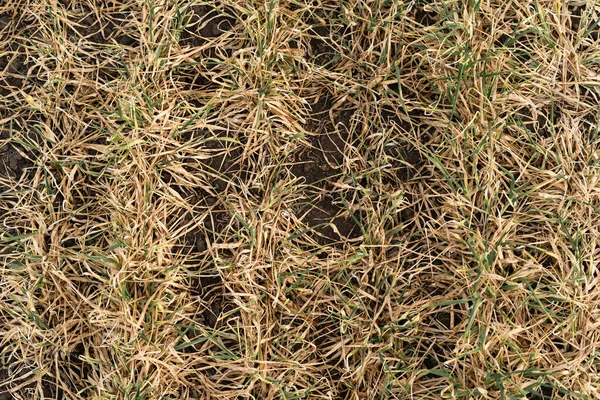 La textura del trigo seco en el campo. La catástrofe y la cosecha de grano murieron. Sequía en los campos . — Foto de Stock