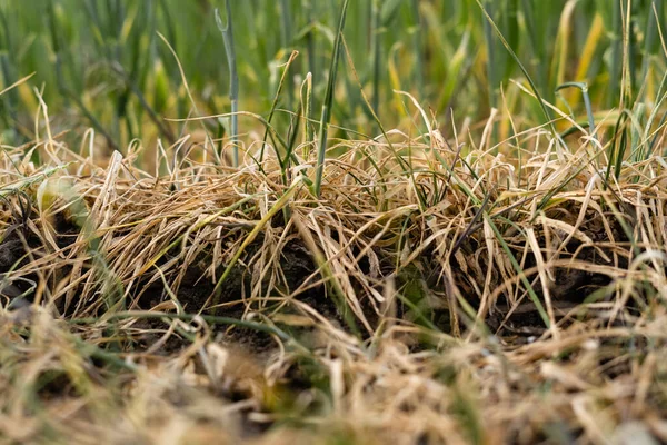 Fracaso de la cosecha debido a la sequía. Falta trigo en el campo. La crisis en la agricultura . — Foto de Stock