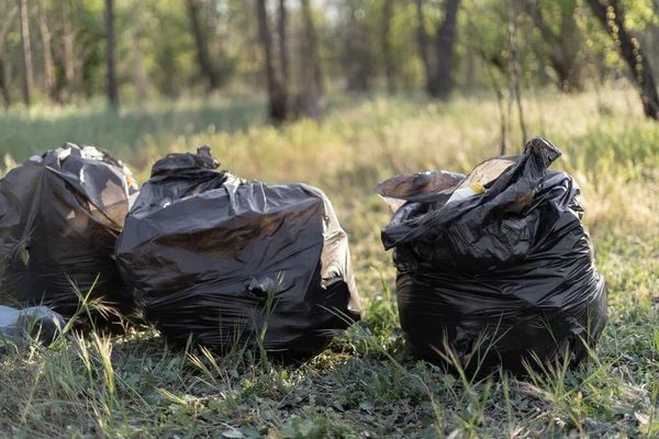 picking up plastic in a trash bin at the park, concept of volunteers. three plastic bags with waste lie on the grass