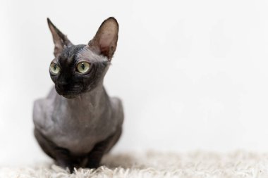 Sfenks kedisi gri kürklü battaniyeye oturmuş kameraya bakıyor. Metin için yer