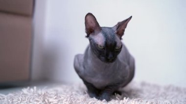 Evcil sfenks kedisi yumuşak bir platformda tuğla bir duvara karşı oturuyor. Etrafa bakar ve esner.