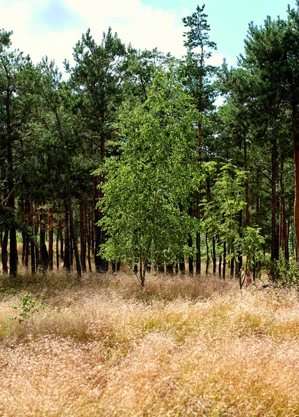 Hutan cemara. Rusia — Stok Foto