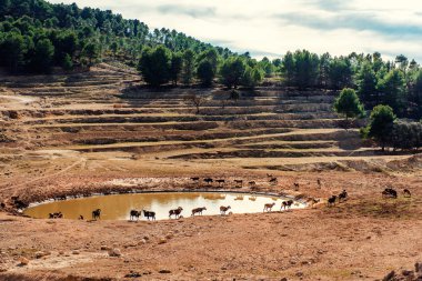 Bir su birikintisinin yürüyüş hayvanlar. Safari park. Alicante, İspanya
