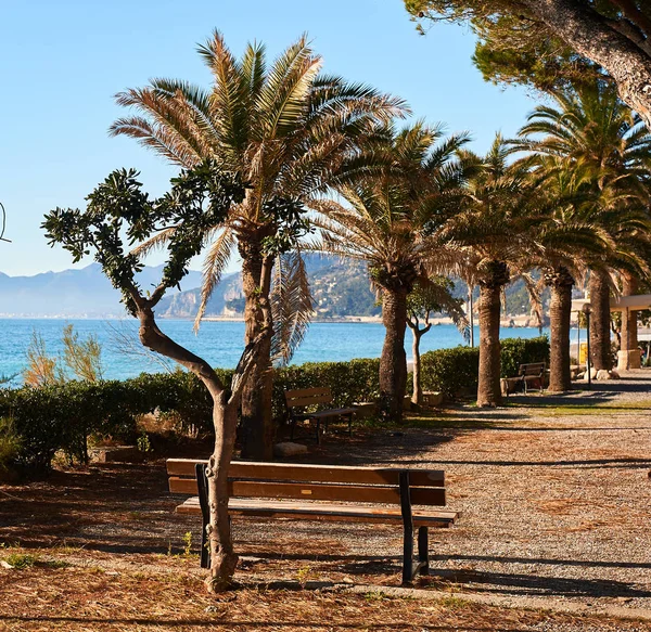 Palm-trees lined seaside of Italian Riviera at winter. — Stock Photo, Image