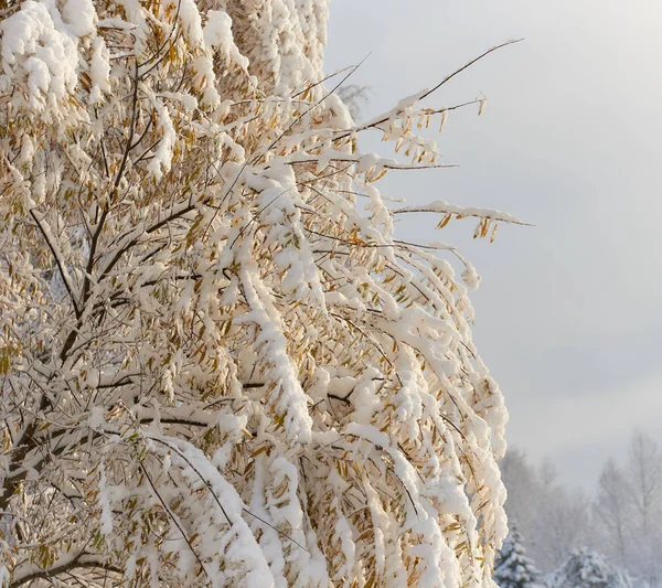 Φθινοπωρινά δέντρα καλυμμένα με χιόνι — Φωτογραφία Αρχείου