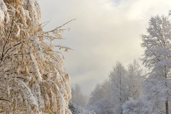 Alberi autunnali coperti di neve — Foto Stock