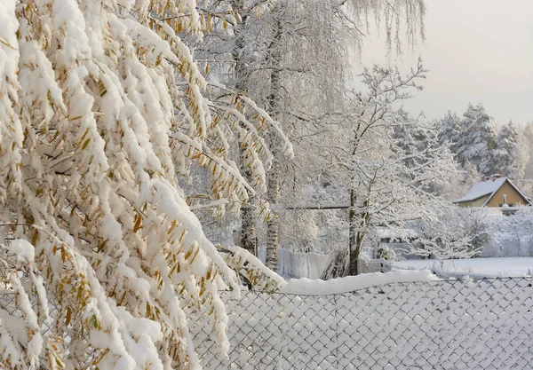 Herfst bomen bedekt met een sneeuw — Stockfoto