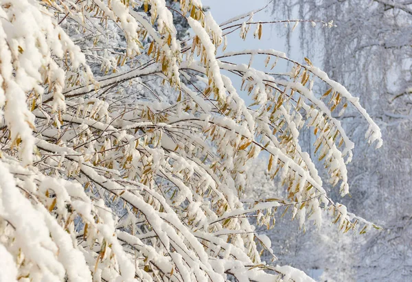 Φθινοπωρινά δέντρα καλυμμένα με χιόνι — Φωτογραφία Αρχείου