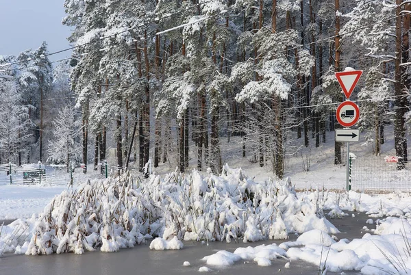 Bomen bedekt met een sneeuw — Stockfoto