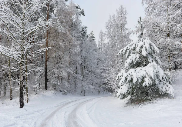 Snöig skog. Norra Europa — Stockfoto