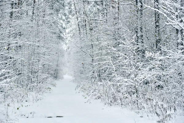 Forêt enneigée. Lettonie. Europe du Nord — Photo