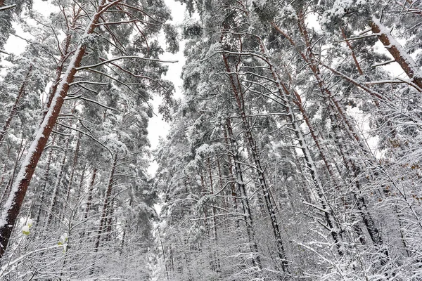 Χιονισμένο δάσος. Λετονία. Βόρεια Ευρώπη — Φωτογραφία Αρχείου