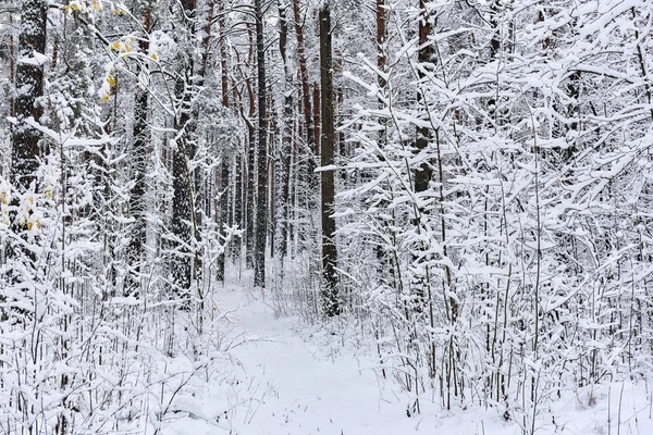 Χιονισμένο δάσος. Λετονία. Βόρεια Ευρώπη — Φωτογραφία Αρχείου