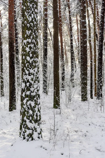 Засніжений ліс. Латвія. Північна Європа — стокове фото