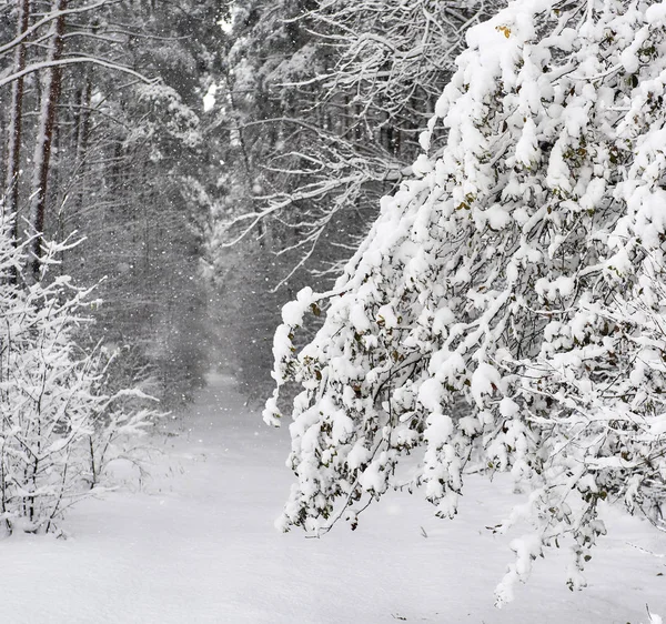 Snöig skog. Lettland. Norra Europa — Stockfoto