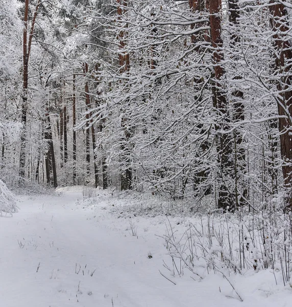 Засніжений ліс. Латвія. Північна Європа — стокове фото