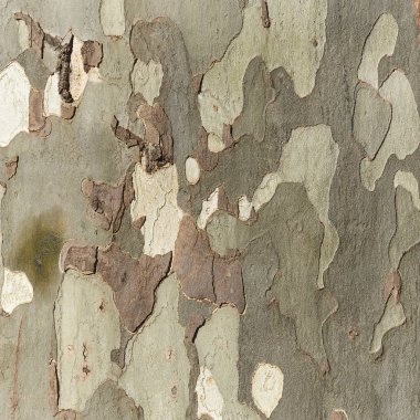Eski bir ahşap doku Close-Up