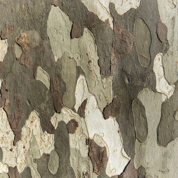 Närbild av en gammal trä textur — Stockfoto