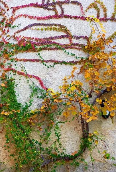 Planta de enredadera multicolor en una pared — Foto de Stock