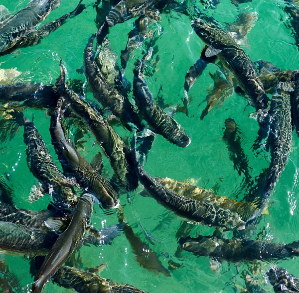 Iskola a halak, a tiszta víz. Földközi-tenger. Spanyolország — Stock Fotó