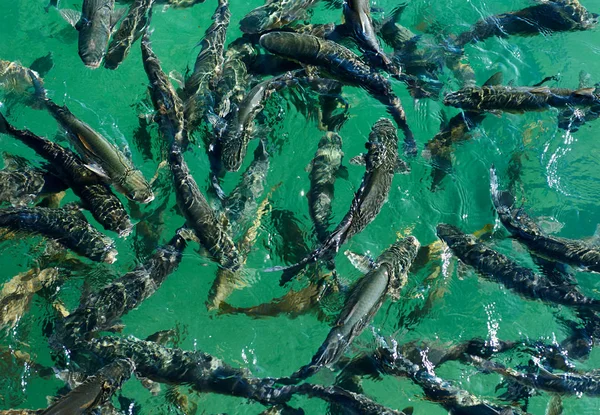 Iskola a halak, a tiszta víz. Földközi-tenger. Spanyolország — Stock Fotó