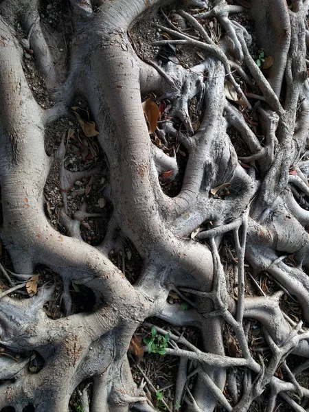 Ficus Tree roots — Stock Photo, Image