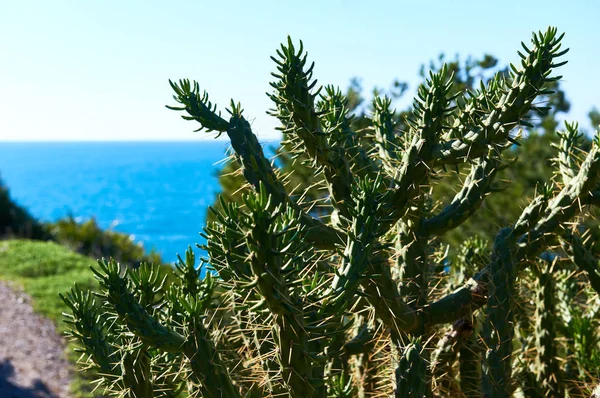 Kaktus. Foto aus Spanien — Stockfoto