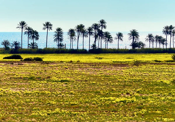 Trawnik z jasne żółte kwiaty i palmy. Południowa Hiszpania — Zdjęcie stockowe