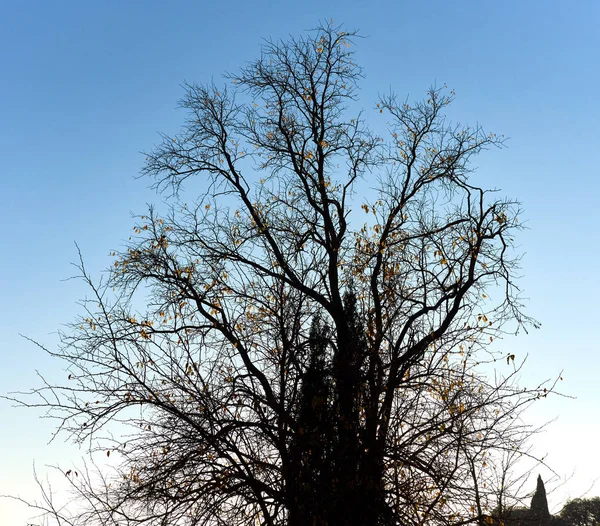 Голое дерево против голубого неба — стоковое фото
