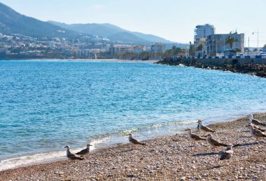 Martılar Altea çakıl plaj üzerinde. İspanya