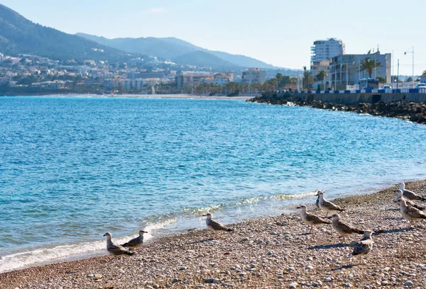 Seagulls on the pebble beach of Altea. Spain — Stock Photo, Image