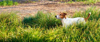 Jack Russell Teriyeri