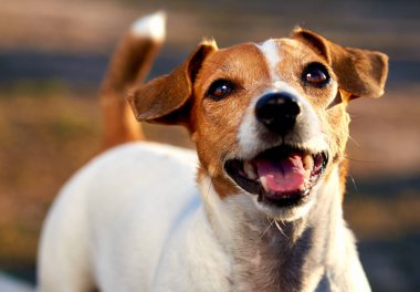 Jack Russell Teriyeri