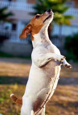 Jack Russell Teriyeri