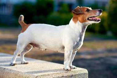 Jack Russell Teriyeri