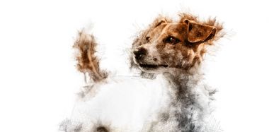 Jack Russell Terrier Köpeği.