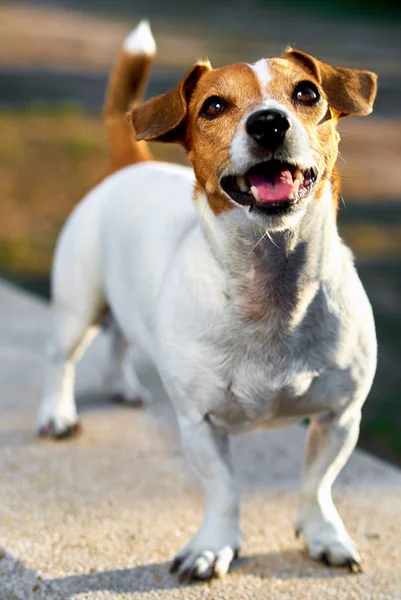 Jack russell teriér — Stock fotografie